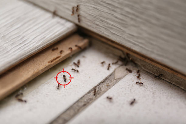 Best Wildlife Control Services  in Mancelona, MI