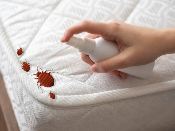 Best Termite Control Services  in Mancelona, MI