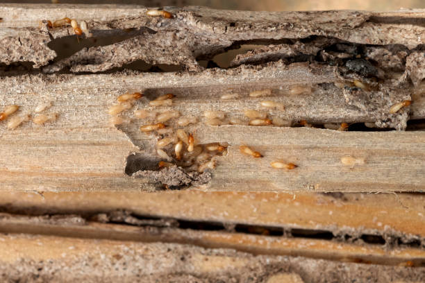 Best Pest Control for Businesses  in Mancelona, MI